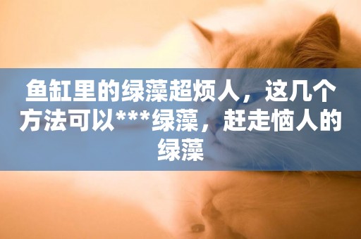 魚缸里的綠藻超煩人，這幾個方法可以***綠藻，趕走惱人的綠藻
