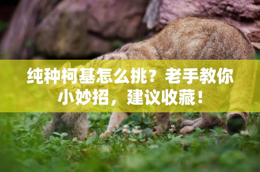純種柯基怎么挑？老手教你小妙招，建議收藏！