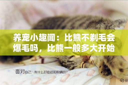 養寵小趣聞：比熊不剃毛會爆毛嗎，比熊一般多大開始爆毛