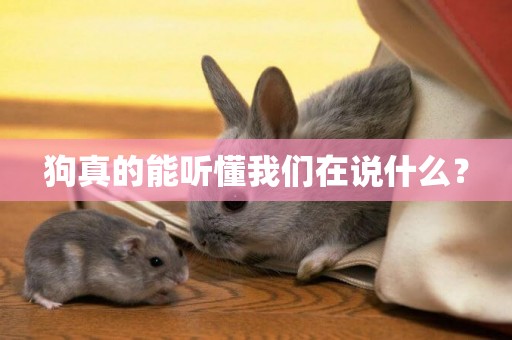 狗真的能聽懂我們在說什么？