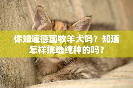 你知道德國牧羊犬嗎？知道怎樣挑選純種的嗎？