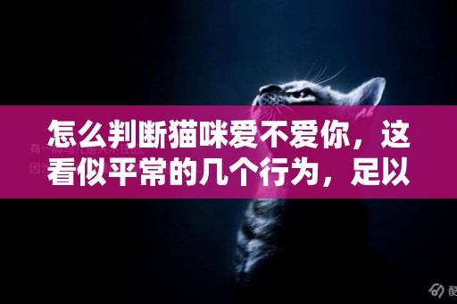 怎么判斷貓咪愛不愛你，這看似平常的幾個行為，足以證明它愛你