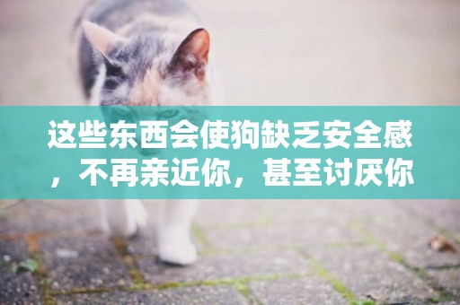這些東西會使狗缺乏安全感，不再親近你，甚至討厭你