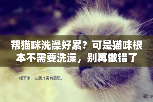 幫貓咪洗澡好累？可是貓咪根本不需要洗澡，別再做錯了