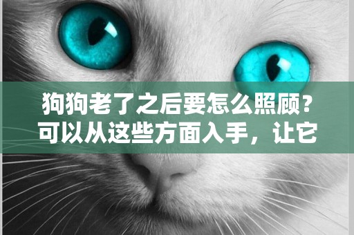 狗狗老了之后要怎么照顧？可以從這些方面入手，讓它更幸福