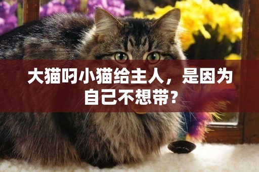 大貓叼小貓給主人，是因為自己不想帶？