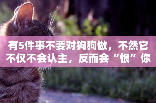有5件事不要對狗狗做，不然它不僅不會認主，反而會“恨”你
