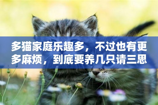 多貓家庭樂趣多，不過也有更多麻煩，到底要養幾只請三思