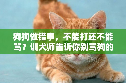 狗狗做錯事，不能打還不能罵？訓犬師告訴你別罵狗的五個原因
