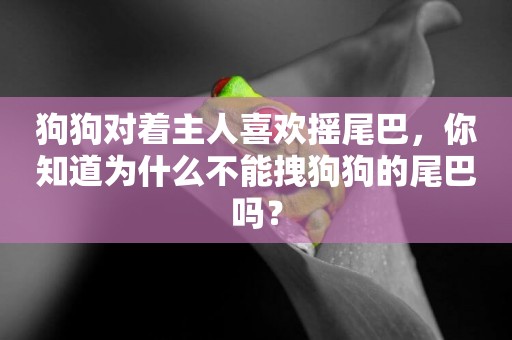 狗狗對著主人喜歡搖尾巴，你知道為什么不能拽狗狗的尾巴嗎？