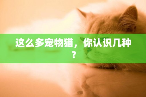 這么多寵物貓，你認識幾種？