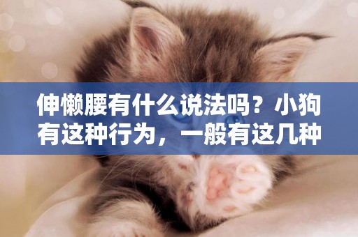 伸懶腰有什么說法嗎？小狗有這種行為，一般有這幾種含義