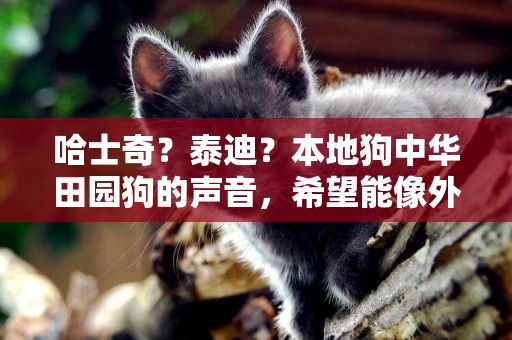 哈士奇？泰迪？本地狗中華田園狗的聲音，希望能像外國寵物狗一樣