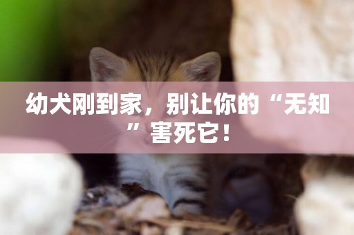 幼犬剛到家，別讓你的“無知”害死它！