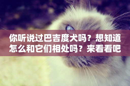 你聽說過巴吉度犬嗎？想知道怎么和它們相處嗎？來看看吧
