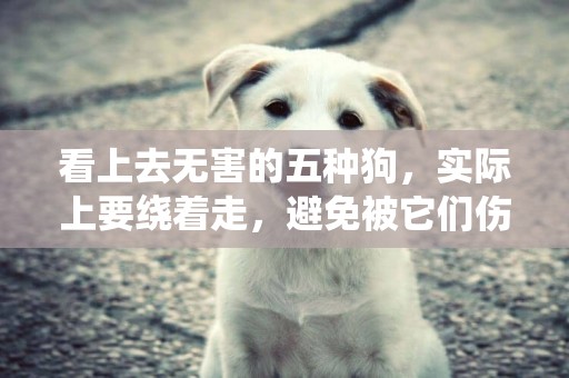 看上去無害的五種狗，實際上要繞著走，避免被它們傷害