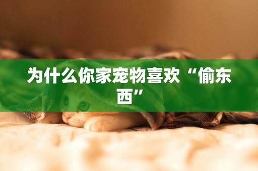 為什么你家寵物喜歡“偷東西”