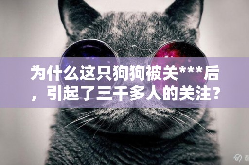 為什么這只狗狗被關***后，引起了三千多人的關注？