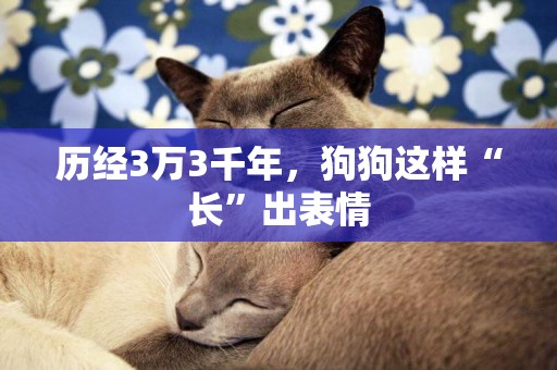 歷經3萬3千年，狗狗這樣“長”出表情