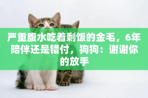 嚴重腹水吃著剩飯的金毛，6年陪伴還是錯付，狗狗：謝謝你的放手