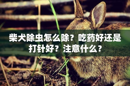 柴犬除蟲怎么除？吃藥好還是打針好？注意什么？