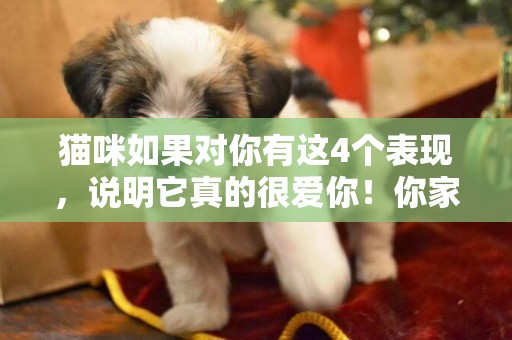 貓咪如果對你有這4個表現，說明它真的很愛你！你家貓咪有嗎？