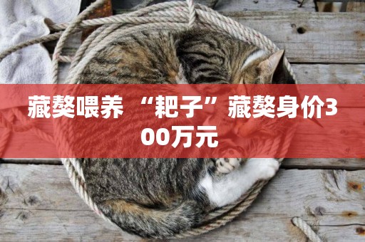 藏獒喂養 “耙子”藏獒身價300萬元 