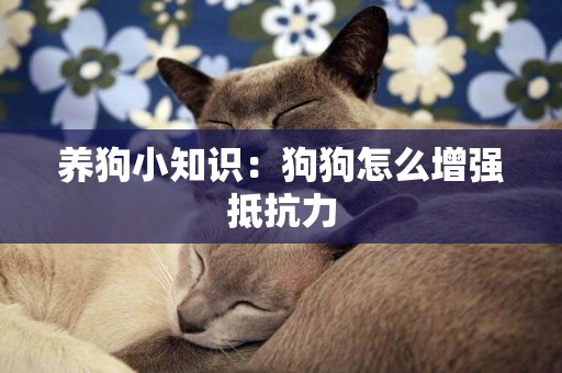 養狗小知識：狗狗怎么增強抵抗力