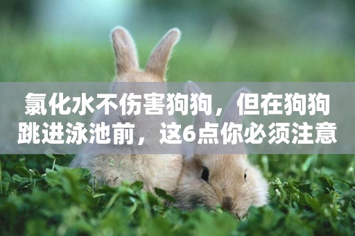 氯化水不傷害狗狗，但在狗狗跳進泳池前，這6點你必須注意