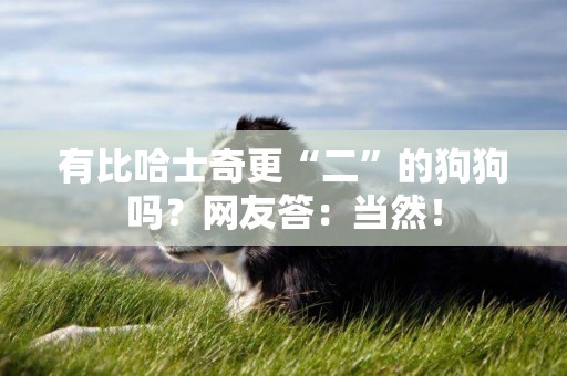 有比哈士奇更“二”的狗狗嗎？網友答：當然！