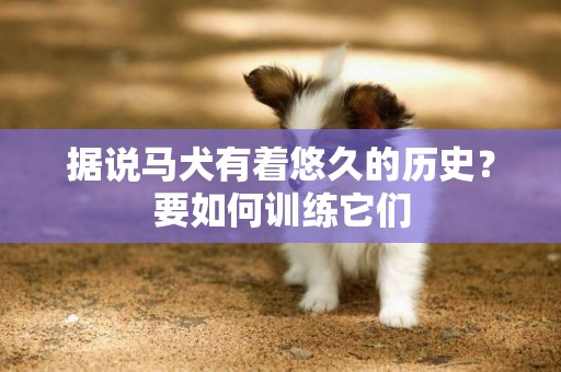 據說馬犬有著悠久的歷史？要如何訓練它們