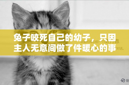 兔子咬死自己的幼子，只因主人無意間做了件暖心的事