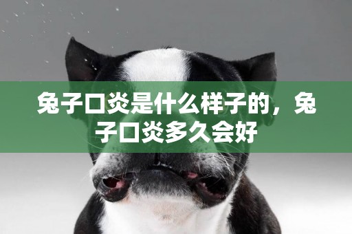 兔子口炎是什么樣子的，兔子口炎多久會好