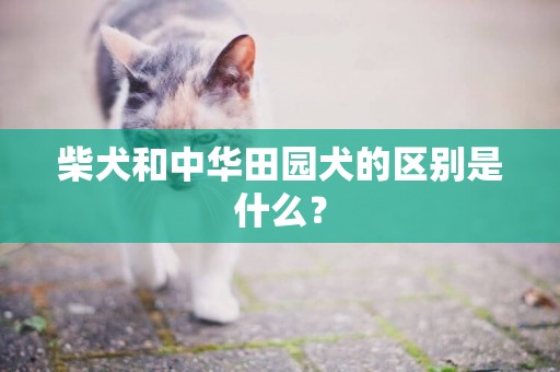 柴犬和中華田園犬的區別是什么？