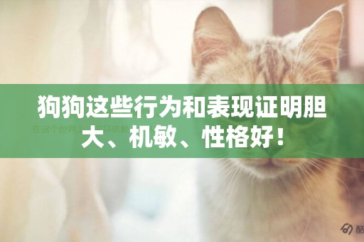 狗狗這些行為和表現證明膽大、機敏、性格好！