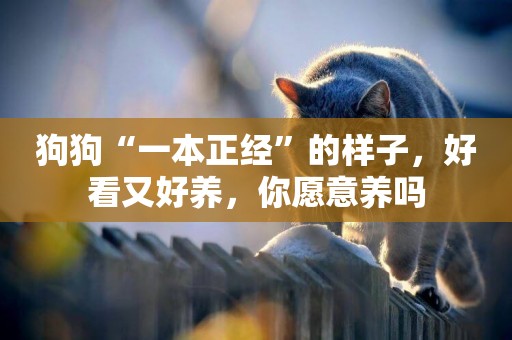 狗狗“一本正經”的樣子，好看又好養，你愿意養嗎