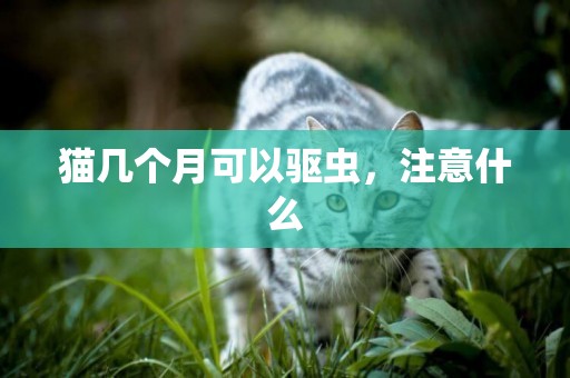 貓幾個月可以驅蟲，注意什么