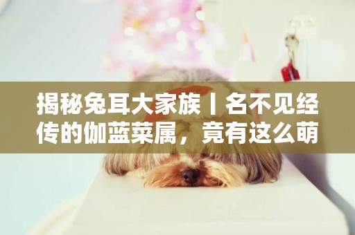 揭秘兔耳大家族丨名不見經傳的伽藍菜屬，竟有這么萌的網紅多肉！