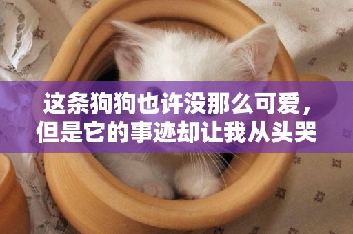 這條狗狗也許沒那么可愛，但是它的事跡卻讓我從頭哭到尾