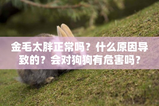金毛太胖正常嗎？什么原因導致的？會對狗狗有危害嗎？
