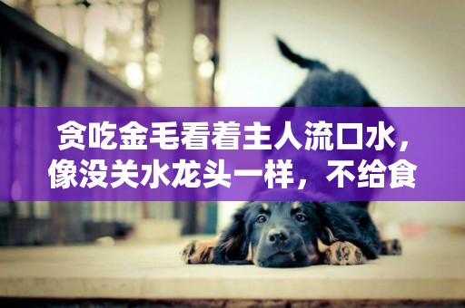 貪吃金毛看著主人流口水，像沒關水龍頭一樣，不給食物就要擦地板