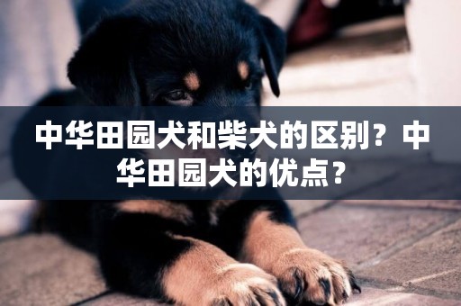 中華田園犬和柴犬的區別？中華田園犬的優點？