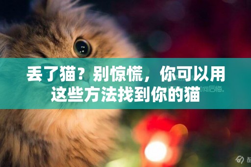 丟了貓？別驚慌，你可以用這些方法找到你的貓