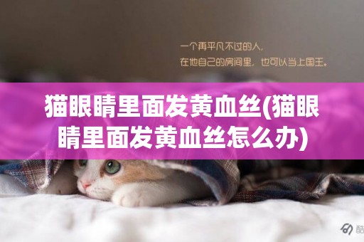 貓眼睛里面發黃血絲(貓眼睛里面發黃血絲怎么辦)