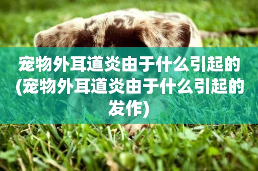 寵物外耳道炎由于什么引起的(寵物外耳道炎由于什么引起的發作)