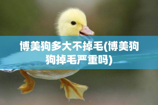 博美狗多大不掉毛(博美狗狗掉毛嚴重嗎)