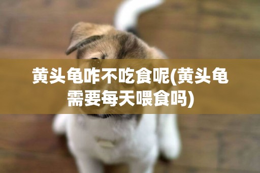 黃頭龜咋不吃食呢(黃頭龜需要每天喂食嗎)