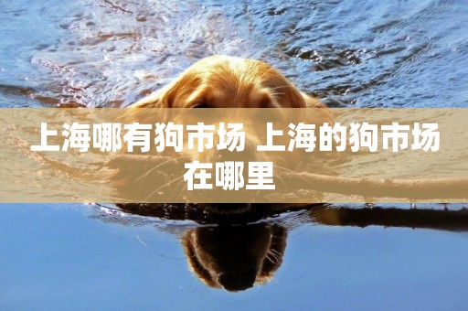 上海哪有狗市場 上海的狗市場在哪里 