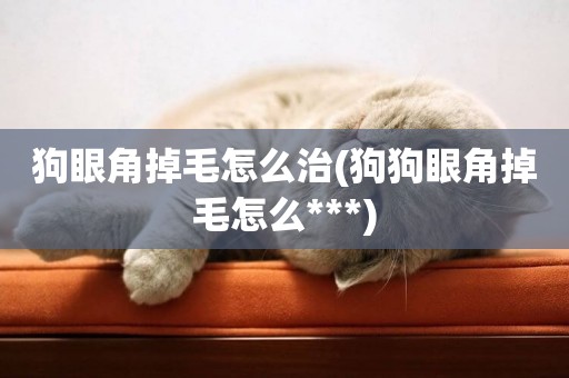 狗眼角掉毛怎么治(狗狗眼角掉毛怎么***)