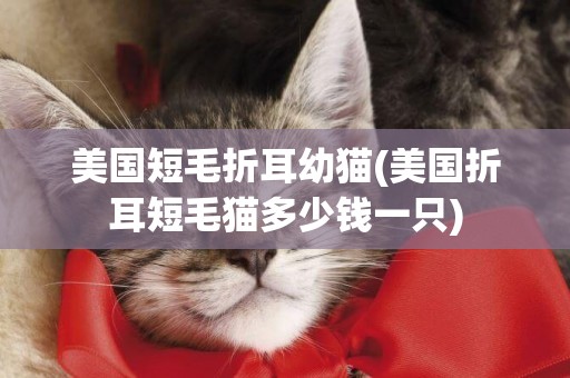 美國短毛折耳幼貓(美國折耳短毛貓多少錢一只)